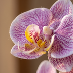 Close detail of a single orchid bloom showing petal shape and markings