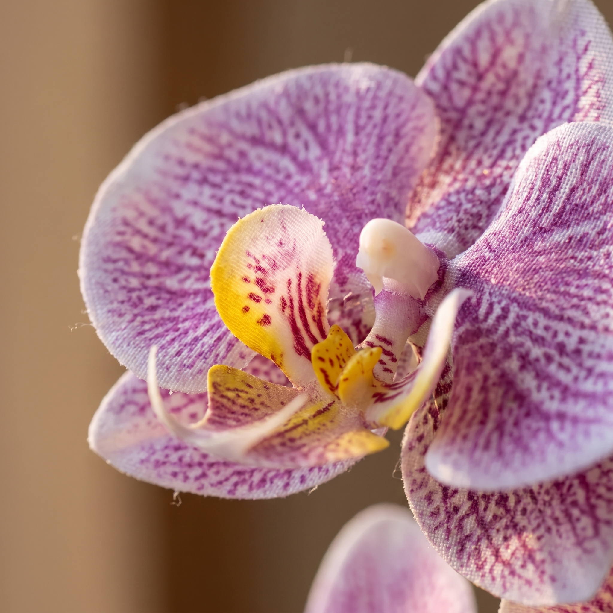 Close detail of a single orchid bloom showing petal shape and markings